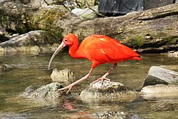 Raudonasis ibis (Eudocimus ruber)