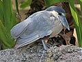 Boat-billed heron