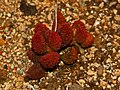 Adromischus marianae