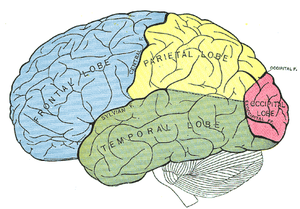 Lobi cerebri.