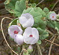 Malacothamnus fasciculatus