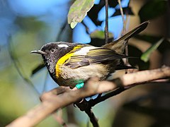 Male Hihi