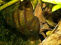 Common river snail