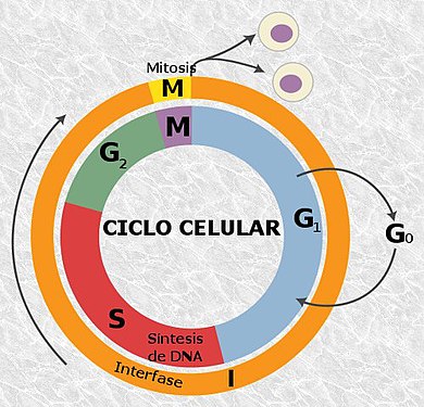 Cicle cel·lular complet. L'anafase és una part de la mitosi (M)