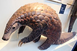 Pangolin géant (Manis gigantea).