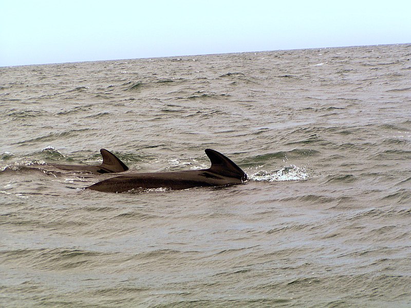 File:Whales 1 (4339507676).jpg