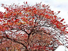 Terminalia catappa in winter