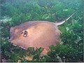 Stingray, near Romanian coast