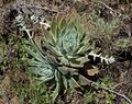 Dudleya traskiae