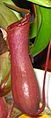 Nepenthes ventricosa