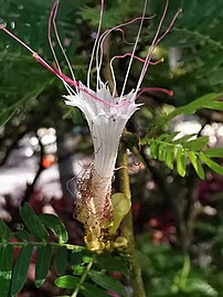 Estames petaloides de Calliandra surinamensis.