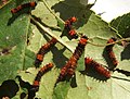 Actias selene trên Liquidambar styraciflua.