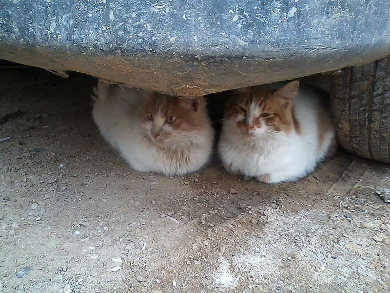 File:Cats under a car.jpg