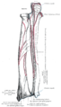 Insertion du muscle triceps brachial sur l'olécrane (extrémité supérieure de l'ulna os à droite)