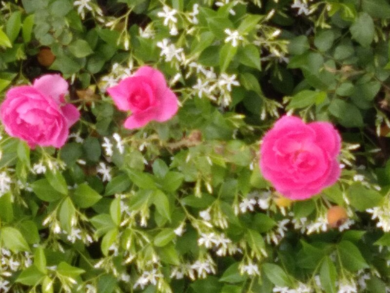 File:3 Rosas.jpg