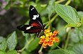 Image 23The Heliconius doris butterfly (from Wildlife of Costa Rica)