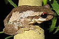 Litoria dentata