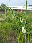 Vicia lutea