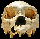 Homo Heidelbergensis, 500.000 tot 200.000 jaar geleden.