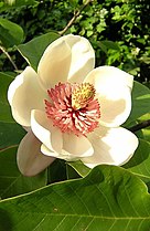 Fleur de magnolia