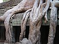 De nombreux arbres tropicaux ont des racines et contreforts solides leur permettant de pousser sur des milieux a priori hostiles, Angkor Vat, Cambodge.