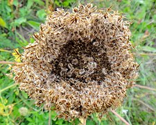 Ombelle fructifiée recroquevillée.