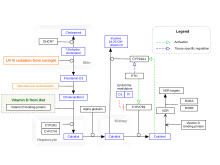 Vitamin D metabolism pathway