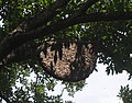 Apis dorsata nest, Thailand