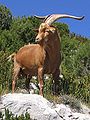 Goat in the mountains above the Gorges du Verdon, Provence, South-France