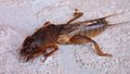 European mole cricket