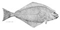 Atlantic halibut