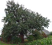 Birnenbaum am Fatimaweg