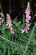 Vicia tenuifolia