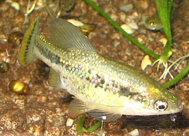 Perhostoka (Ameca splendens)