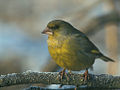 European greenfinch