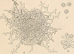 Gymnoascus reessii