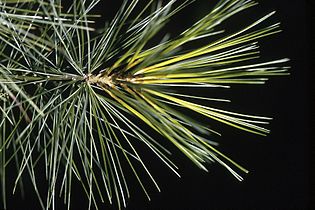 Aiguilles de pin (pinus strobus)