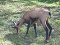 Alpine chamois