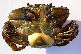 Une sacculine, Sacculina carcini (Rhizocephala) parasite d'un crabe.