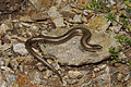 Luscengola striata Chalcides striatus