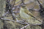 A greenish warbler, Phylloscopus trochiloides