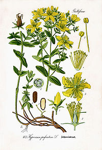 Liht-naistepuna Hypericum perforatum. Illustratsioon Otto Wilhelm Thomé raamatust "Flora von Deutschland, Österreich und der Schweiz..." (1885)