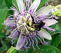 Polinização de Passiflora Incarnata