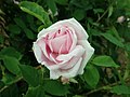 Rosa Gloire des Mousseux, M. Robert, 1852 (France) Gloire des Mousseuses