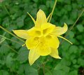 Aquilegia chrysantha