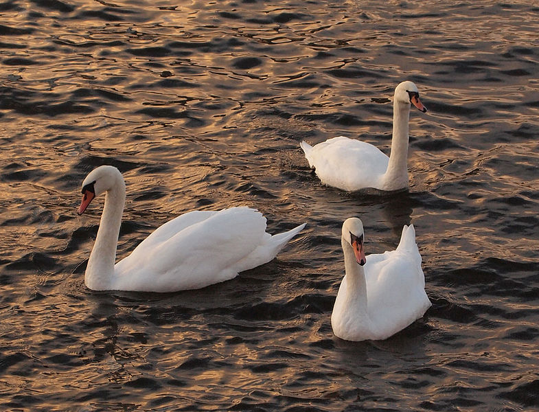 File:Cygnus olor in Stockholm.jpg