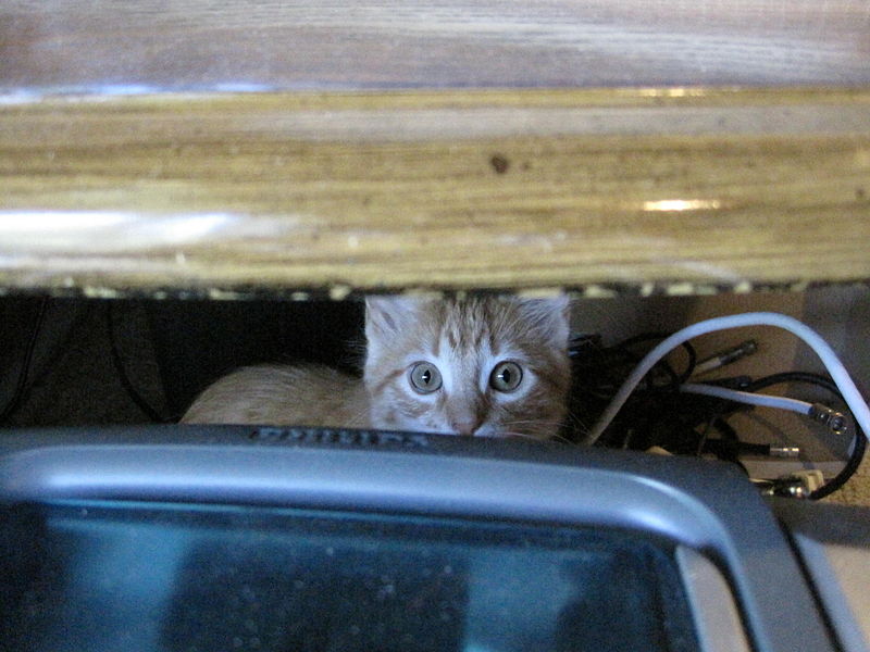 File:KittenHiding2.JPG