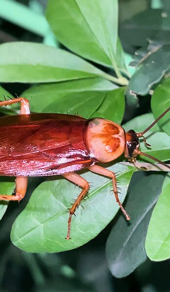 File:Large brown roach on leaf 2.jpg