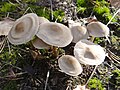 Mycena galericulata