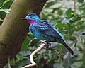 Spangled Cotinga male